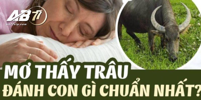 Mơ thấy trâu và sự thật đổi đời tại AB77